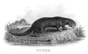 Otter Prints: Otter engraving 1812