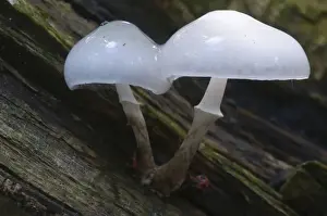 Basidiomycetes Prints: Oudemansiella fungus (Oudemansiella mucida)