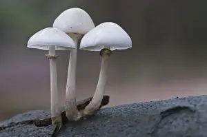 Basidiomycetes Prints: Oudemansiella fungus (Oudemansiella mucida)