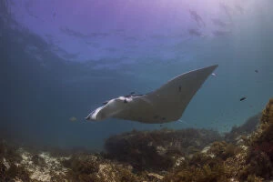 Images Dated 21st April 2015: outer reef snorkel manta 3