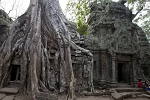 Overgrown Banyan Tree at Ta Prohm