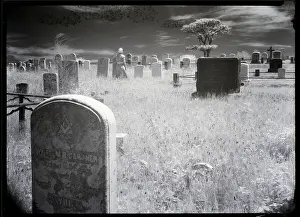 Nantucket Prints: Overgrown Cemetery