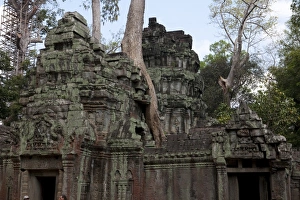 Images Dated 14th February 2010: Overgrown Tree on Ta Prohm Ruins