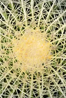 Overhead View of a Mother-in-laws Chair (Echinocactus grusonii)