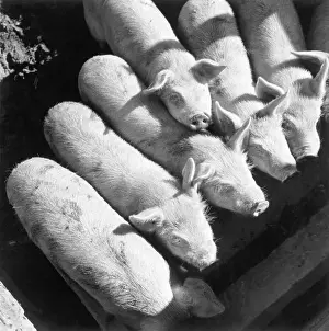 Overhead Prints: Overhead Young Pigs Crowd To Eat