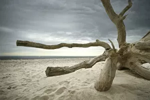 Overturned barked tree on the beach, Weststrand, Darss, Fischland-Darss-Zingst, Mecklenburg-Western Pomerania, Germany