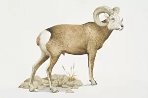 Ovis canadensis, Bighorn Sheep with curved horns