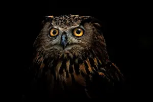 Prints of owl Beautiful Bird Species Prints: owl
