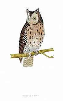 Images Dated 5th April 2016: Owl bird 19 century illustration