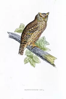 Images Dated 5th April 2016: Owl bird 19 century illustration