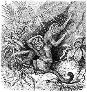 Owl Monkeys