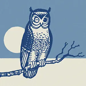 Perch Prints: Owl Perched on a Branch