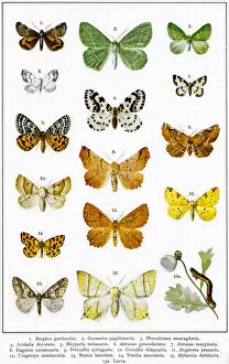 Insect Lithographs Gallery: Owlet, magpie and other moths