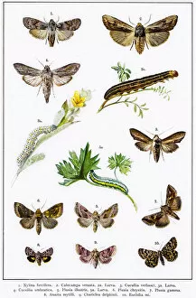 Insect Lithographs Gallery: Owlet moths, Red Sword-grass moth