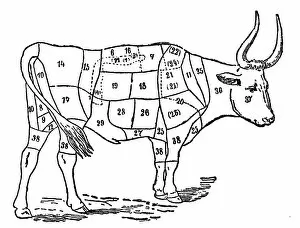 Livestock Gallery: Ox Body Parts