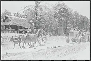 Rural Road Prints: Ox Drawn Cart Traveling on Road