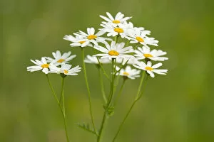Images Dated 4th July 2013: Ox-eye Daisies -Leucanthemum vulgare-, flowers, Thuringia, Germany