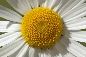 Images Dated 31st May 2014: Ox-eye Daisy -Leucanthemum vulgare-