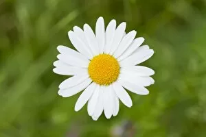 Images Dated 27th May 2012: Ox-eye Daisy -Leucanthemum vulgare-, flower, Thuringia, Germany