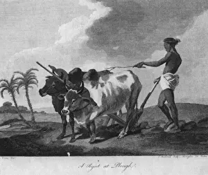 Ox Plough
