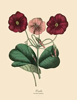 Oxalis or Wood Sorrel Plant, Victorian Botanical Illustration
