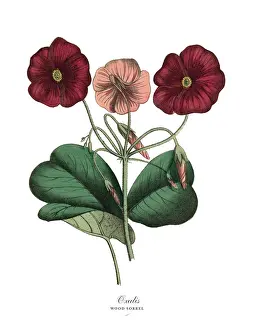 Oxalis or Wood Sorrel Plant, Victorian Botanical Illustration