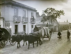 Wine Prints: Oxcart Loaded With Casts Of Wine