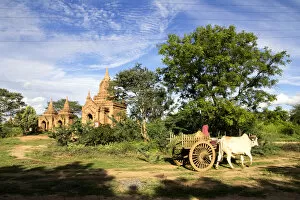 Images Dated 23rd October 2013: Oxcart Passing, Bagan