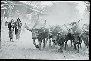 Oxen Driven Through Thai Village