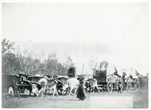 Oxen Prints: Oxen Pulling Covered Wagons