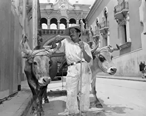 Oxen Prints: Oxen Team In Guatemala City