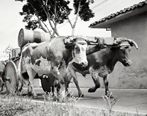 Oxen Prints: Oxen Transporting Gasonline Drums