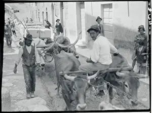 Oxen Walking Through Quarries of Carerra