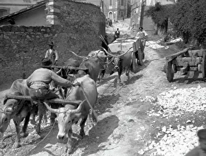 Oxen Walking Through Quarries of Carerra