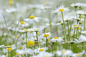 Oxeye daisies -Leucanthemum vulgare-