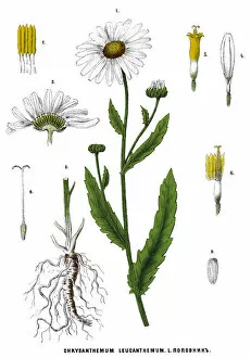 Images Dated 13th December 2017: oxeye daisy