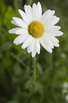 Images Dated 26th July 2012: Oxeye Daisy -Leucanthemum-, Quebec Province, Canada