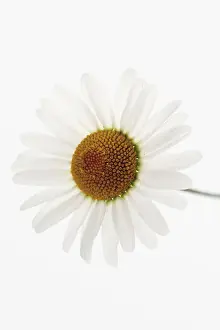 Daisy Prints: Oxeye Daisy (Leucanthemum vulgare)