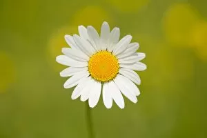 Images Dated 7th June 2013: Oxeye Daisy -Leucanthemum vulgare-, flower, Thuringia, Germany