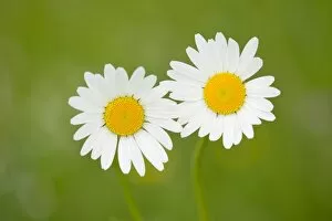 Images Dated 7th June 2013: Oxeye Daisy -Leucanthemum vulgare-, flowers, Thuringia, Germany