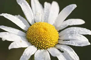 Daisy Prints: Oxeye daisy (Leucanthemum vulgare) in the morning dew