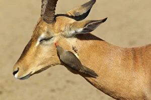 Images Dated 14th August 2010: An Oxpecker near an Impalas eye, Isimangaliso, Kwazulu-Natal, South Africa