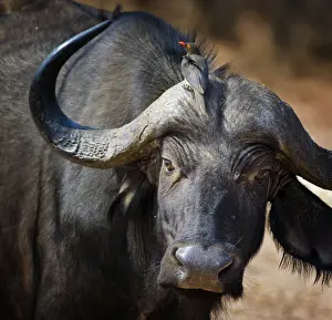 Oxpecker Riding on Horns of Cape Buffalo at Matusadona Park
