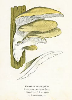 Images Dated 29th January 2018: Oyster Mushroom engraving 1895