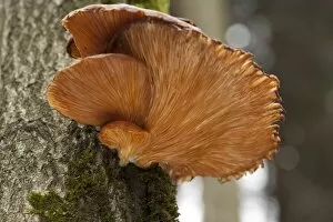 Images Dated 30th January 2012: Oyster mushroom -Pleurotus ostreatus-, growing on a tree trunk, Wipperfuerth