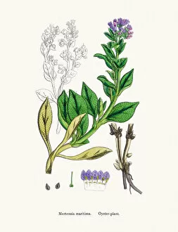 English Botany, or Coloured figures of British Plants Collection: Oyster Plant flower