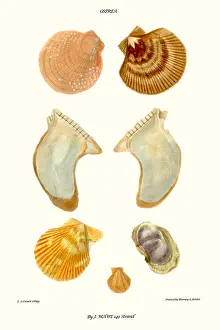 Mollusc Prints: oyster shells