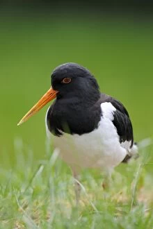 Images Dated 21st May 2011: Oystercatcher or Common Pied Oystercatcher -Haematopus ostralegus-