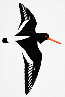 Flying Gallery: Oystercatcher (Haematopus ostralegus), also known as Common Pied Oystercatcher, adult