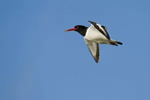 Images Dated 11th May 2012: Oystercatcher -Haematopus ostralegus- in flight, Texel, The Netherlands